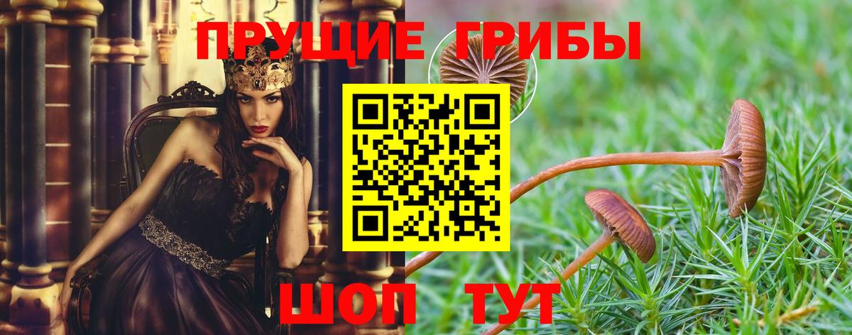 где купить наркоту  Вход с VPN  Ростов Великий  Псилоцибиновые грибы Psilocybe 